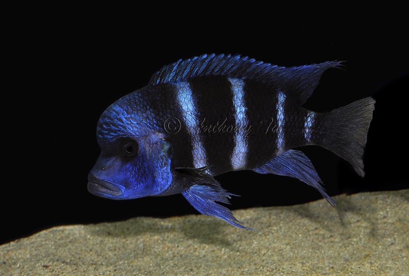 Cyphotilapia gibberosa 'Karema'